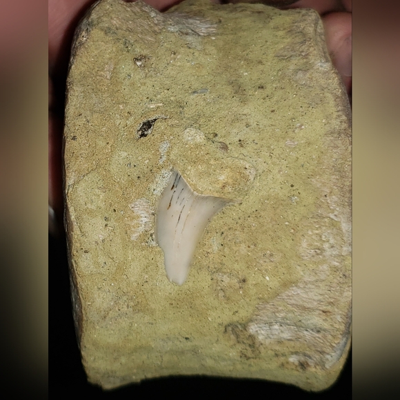 Meet your Posher, Christopher - Picture 7 of 10